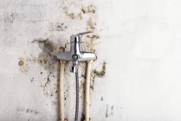 Best Residential Mold Removal  in Green Knoll, NJ