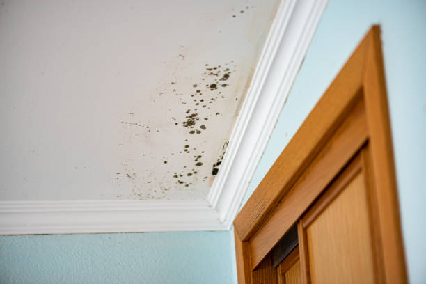 Best Mold Removal Company Near Me  in Green Knoll, NJ