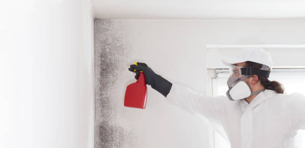 Best Emergency Mold Removal  in Green Knoll, NJ