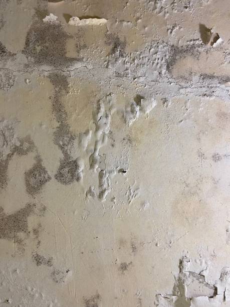 Professional Mold Removal in Green Knoll, NJ